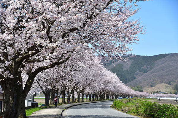 ふくい桜マラソンの魅力