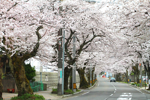 ふくい桜マラソンの魅力